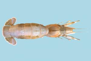 Shrimp Prawn Shrimp Prawn-2